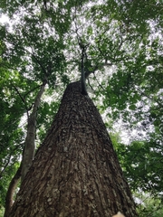 Pseudobombax ellipticum