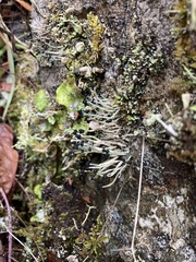 Pilophorus acicularis