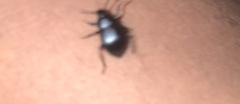 Tenebrionoidea