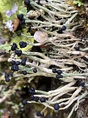 Pilophorus acicularis