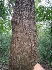 Pseudobombax ellipticum
