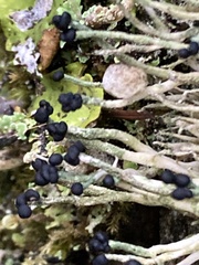 Pilophorus acicularis