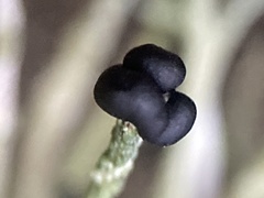 Pilophorus acicularis