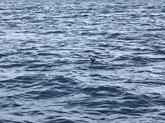 Puffinus gavia