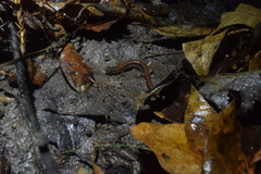 Eurycea quadridigitata