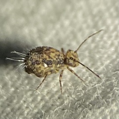 Ptenothrix