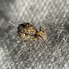 Ptenothrix
