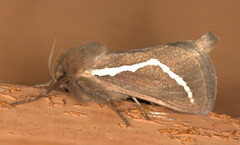 Eudalaca cretata