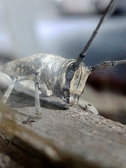 Lochmaeocles sladeni