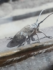 Lochmaeocles sladeni