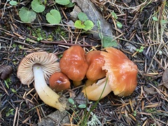 Gliophorus