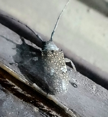 Lochmaeocles sladeni