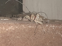 Lochmaeocles sladeni