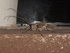 Lochmaeocles sladeni