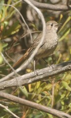 Drymodes brunneopygia