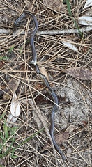 Typhlopidae