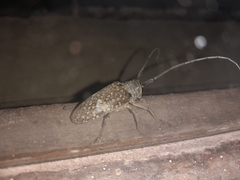 Lochmaeocles sladeni