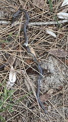 Typhlopidae