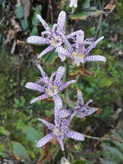 Tricyrtis