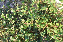Trianthema