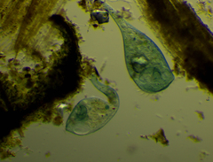 Stentor coeruleus