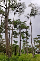 Alstonia scholaris