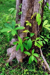 Alstonia scholaris