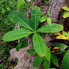 Alstonia scholaris
