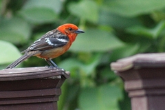 Piranga bidentata