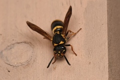 Ropalidia socialistica