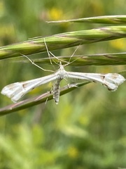 Platyptilia carduidactylus
