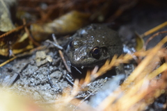 Lithobates heckscheri