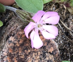 Silene colorata