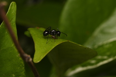 Polyrhachis australis