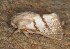 Bombycomorpha dukei