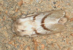 Bombycomorpha dukei