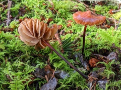 Marasmius plicatulus
