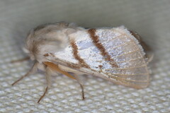 Bombycomorpha dukei