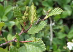 Booneacris glacialis
