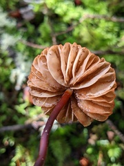 Marasmius plicatulus
