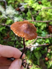 Marasmius plicatulus
