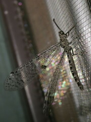 Bandidus breviusculus