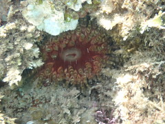 Phlyctenanthus australis