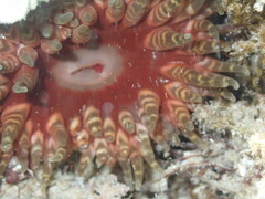 Phlyctenanthus australis