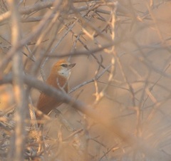 Megaxenops parnaguae