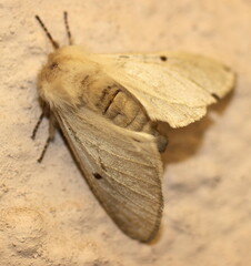 Bombycomorpha pallida