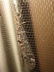 Bandidus breviusculus