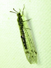 Bandidus breviusculus
