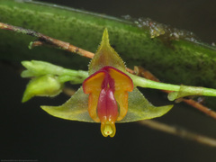 Lepanthes tachirensis