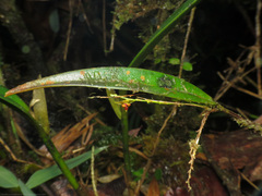 Lepanthes tachirensis